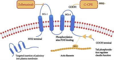 Claudin and pancreatic cancer